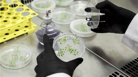 Gezeravcı'nın denediği CRISPR tekniğiyle bitkilerde verimliliğin artırılması amaçlanıyor - Son Dakika Haberleri